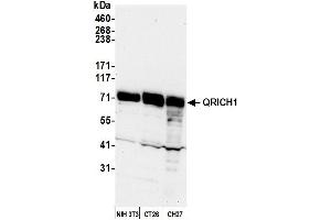 Western Blotting (WB) image for anti-Glutamine-Rich 1 (QRICH1) (AA 250-300) antibody (ABIN7449903) (QRICH1 antibody  (AA 250-300))