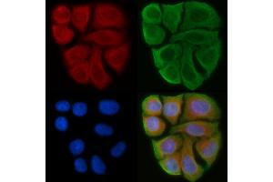 ABIN6263246 and ABIN6274024 staining Hela cells(45 min of heat-shock) by IF/ICC. (MICA antibody  (C-Term))
