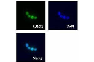 Immunofluorescence (IF) image for anti-Runt-Related Transcription Factor 1 (RUNX1) antibody (ABIN2665355) (RUNX1 antibody)
