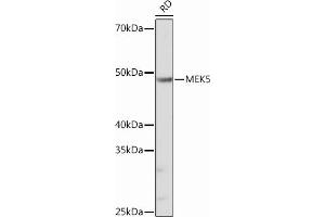 Western blot analysis of extracts of RD cells, using MEK5 Rabbit mAb (ABIN6132333, ABIN6143596, ABIN6143598 and ABIN7101401) at 1:1000 dilution. (MAP2K5 antibody)