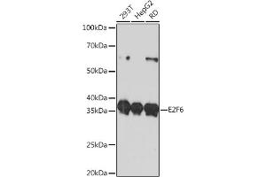 Western blot analysis of extracts of various cell lines, using E2F6 Rabbit mAb (ABIN7266876) at 1:1000 dilution. (E2F6 antibody)
