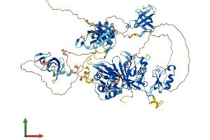 AlphaFold protein structure predicition of Mouse Recombinant Cyld Protein, UniprotID Q80TQ2 (CYLD Protein (AA 1-952) (His tag))