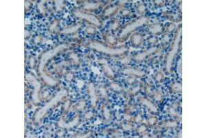 Used in DAB staining on fromalin fixed paraffin- embedded kidney tissue (Endothelin 1 antibody  (AA 54-202))