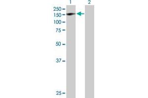 Western Blot analysis of GTF2IRD1 expression in transfected 293T cell line by GTF2IRD1 MaxPab polyclonal antibody. (GTF2IRD1 antibody  (AA 1-959))