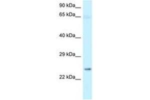 Image no. 1 for anti-Nicotinamide Nucleotide Adenylyltransferase 3 (NMNAT3) (N-Term) antibody (ABIN6747979)