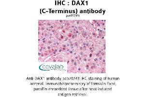 Image no. 1 for anti-Nuclear Receptor Subfamily 0, Group B, Member 1 (NR0B1) (C-Term) antibody (ABIN1733524)