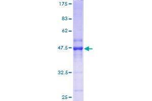 RAP2C Protein (AA 1-183) (GST tag)