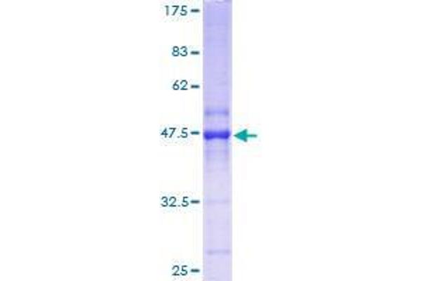 RAP2C Protein (AA 1-183) (GST tag)