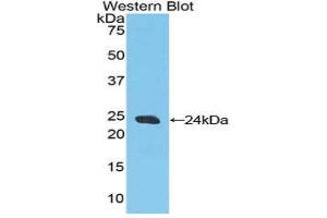Western Blotting (WB) image for anti-Caspase 9, Apoptosis-Related Cysteine Peptidase (CASP9) (AA 1-200) antibody (ABIN1858258)