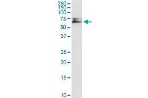 AK5 MaxPab rabbit polyclonal antibody. (Adenylate Kinase 5 antibody  (AA 1-536))