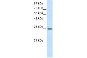 Western Blotting (WB) image for anti-Menage A Trois Homolog 1, Cyclin H Assembly Factor (Xenopus Laevis) (MNAT1) (C-Term) antibody (ABIN2780425)