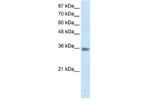 WB Suggested Anti-MNAT1 Antibody Titration:  1. (MNAT1 antibody  (C-Term))