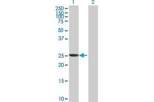 Western Blot analysis of CLIC3 expression in transfected 293T cell line by CLIC3 MaxPab polyclonal antibody.
