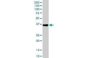 GLT1D1 MaxPab polyclonal antibody. (GLT1D1 antibody  (AA 1-266))