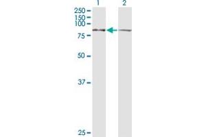 Western Blotting (WB) image for anti-Leucine Zipper-EF-Hand Containing Transmembrane Protein 1 (LETM1) (AA 601-709) antibody (ABIN598780) (LETM1 antibody  (AA 601-709))