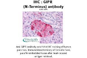 Image no. 1 for anti-Gastric Inhibitory Polypeptide Receptor (GIPR) (Extracellular Domain), (N-Term) antibody (ABIN1734698) (GIPR antibody  (Extracellular Domain, N-Term))