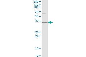 Western Blotting (WB) image for anti-Activating Transcription Factor 1 (AFT1) (AA 1-271) antibody (ABIN513565)