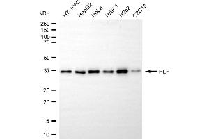 anti-Hepatic Leukemia Factor (HLF) antibody
