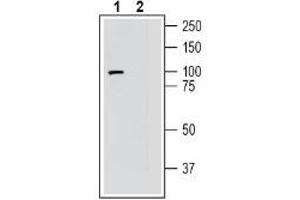 Western blot analysis of human SH-SY5Y neuroblastoma cell line lysate: - 1. (FZD3 antibody  (C-Term, Extracellular))