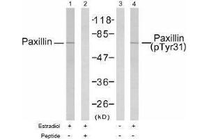 Image no. 1 for anti-Paxillin (PXN) (pTyr31) antibody (ABIN196940) (Paxillin antibody  (pTyr31))