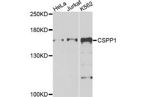 Western blot analysis of extracts of various cell lines, using CSPP1 antibody. (CSPP1 antibody)