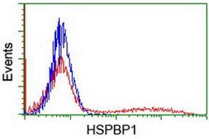 Image no. 1 for anti-HSPA Binding Protein, Cytoplasmic Cochaperone 1 (HSPBP1) antibody (ABIN1498761)