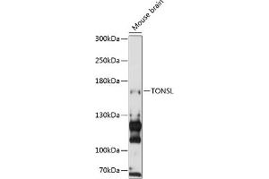 Western blot analysis of extracts of mouse brain, using TONSL antibody (ABIN6132818, ABIN6149388, ABIN6149389 and ABIN6216872) at 1:3000 dilution.