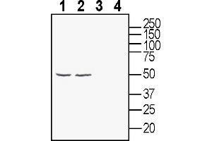 Western blot analysis of rat brain lysate (lanes 1 and 3) and mouse brain membranes (lanes 2 and 4):1-2.