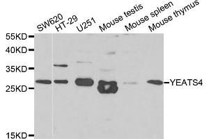 Western Blotting (WB) image for anti-YEATS Domain Containing 4 antibody (ABIN1980334) (GAS41 antibody)