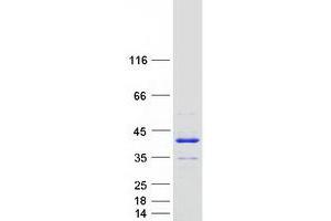 Validation with Western Blot (ANKRD54 Protein (Myc-DYKDDDDK Tag))