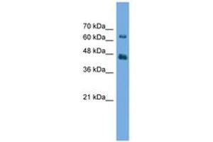 Image no. 1 for anti-Acylglycerol Kinase (AGK) (AA 35-84) antibody (ABIN6746491)