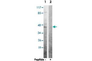 Western blot analysis of extracts from 293 cells, using AKT1S1 polyclonal antibody . (PRAS40 antibody  (Ser363))