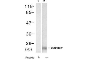 Image no. 2 for anti-Stathmin 1 (STMN1) (Ser62) antibody (ABIN319391)
