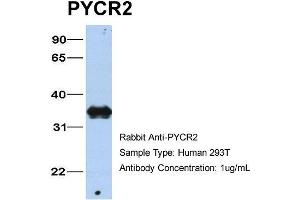 Host: Rabbit Target Name: PYCR2 Sample Type: 293T Antibody Dilution: 1. (PYCR2 antibody  (C-Term))