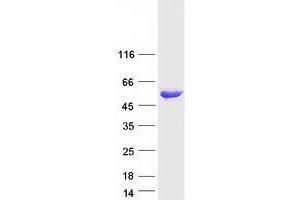 Western Blotting (WB) image for Ubiquitin-Like Modifier Activating Enzyme 5 (UBA5) (Transcript Variant 1) protein (Myc-DYKDDDDK Tag) (ABIN2734750)