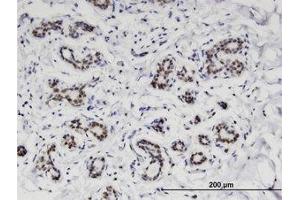 Image no. 1 for anti-Chromosome 4 Open Reading Frame 43 (C4orf43) (AA 1-204) antibody (ABIN599574) (C4orf43 antibody  (AA 1-204))