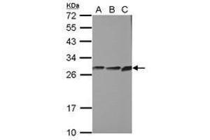 Image no. 1 for anti-Cytochrome B5 Reductase 2 (CYB5R2) (AA 1-222) antibody (ABIN1497693) (CYB5R2 antibody  (AA 1-222))