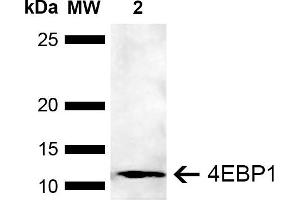 Western blot analysis of Human Embryonic kidney epithelial cell line (HEK293T) lysate showing detection of ~12. (eIF4EBP1 antibody  (AA 50-80) (PerCP))