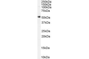 ABIN190899 (0. (SLC7A11 antibody  (Internal Region))