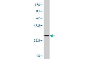Western Blot detection against Immunogen (37. (PURA antibody  (AA 183-292))