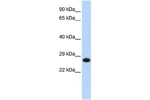 Western Blotting (WB) image for anti-Proteasome Subunit alpha 2 (PSMA2) antibody (ABIN2459968) (PSMA2 antibody)