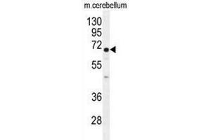 UGT8 antibody (Center) western blot analysis in mouse cerebellum tissue lysates (35 µg/lane). (UGT8 antibody  (Middle Region))