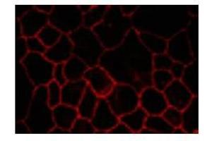 Image no. 1 for anti-Claudin 7 (CLDN7) (C-Term) antibody (ABIN208282) (Claudin 7 antibody  (C-Term))