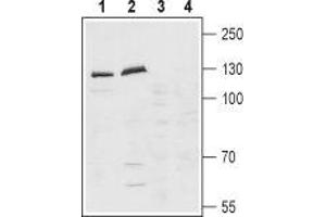 Western blot analysis of rat (lanes 1 and 3) and mouse (lanes 2 and 4) brain lysates: - 1,2. (Latrophilin 1 antibody  (Extracellular, N-Term))