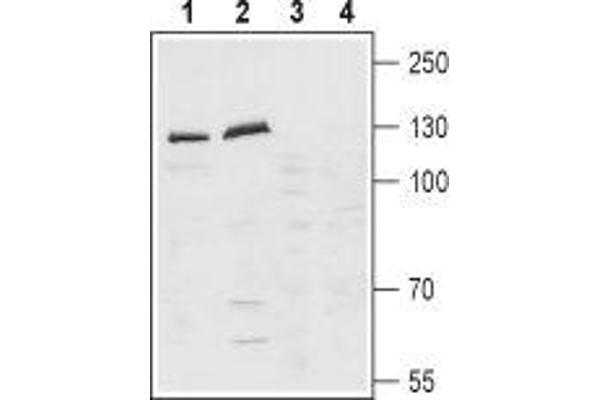 Latrophilin 1 antibody  (Extracellular, N-Term)