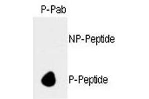 Dot blot analysis of phospho-Rb antibody. (Retinoblastoma Protein (Rb) antibody  (pSer788))