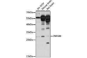 Western blot analysis of extracts of various cell lines, using ZNF688 antibody (ABIN6291118) at 1:1000 dilution. (ZNF688 antibody)