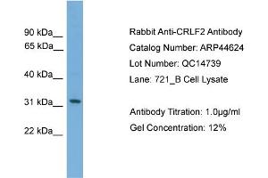 WB Suggested Anti-CRLF2  Antibody Titration: 0.