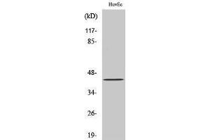 Western Blotting (WB) image for anti-Zinc Finger Protein 24 (ZNF24) (N-Term) antibody (ABIN3175783) (ZNF24 antibody  (N-Term))