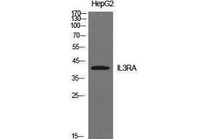 Western Blotting (WB) image for anti-Interleukin 3 Receptor, alpha (IL3RA) (Internal Region) antibody (ABIN3178916) (IL3RA antibody  (Internal Region))